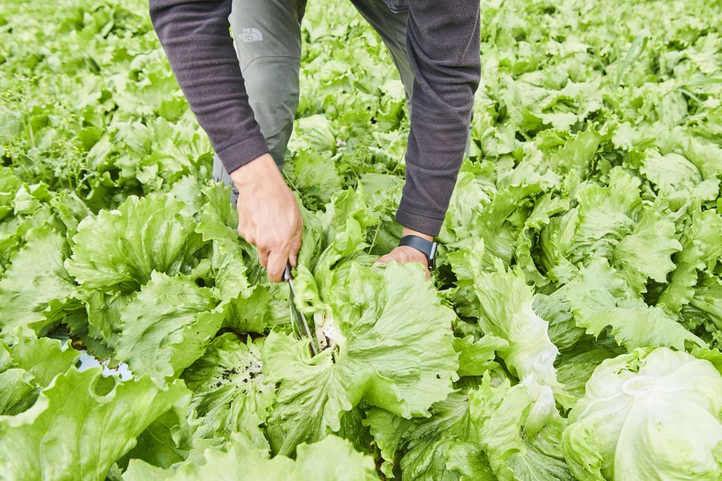 作る人も食べる人もうれしい、サラダクラブの野菜の秘密