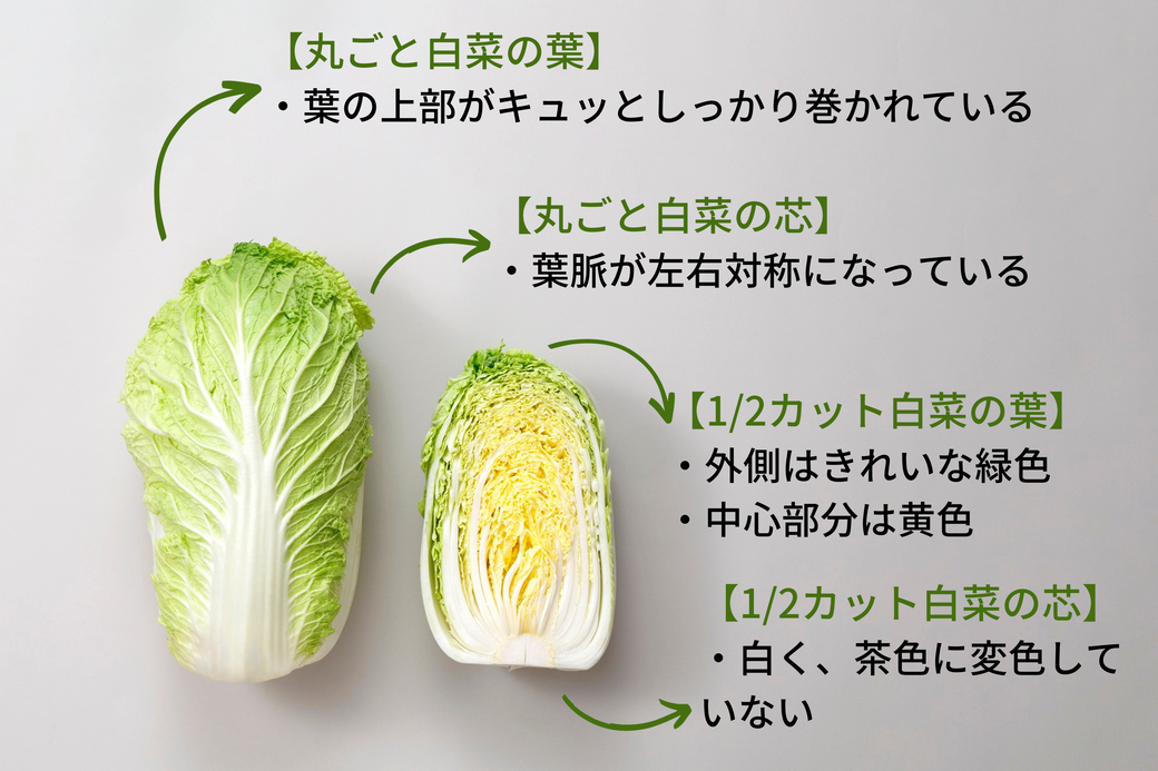 冬野菜を代表する白菜は煮ても焼いてもおいしい!上手に使いこなしてたくさん食べよう