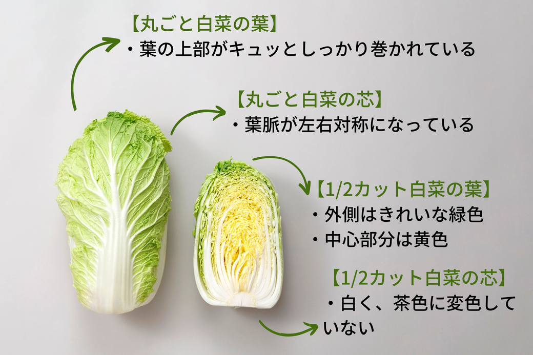 冬野菜を代表する白菜は煮ても焼いてもおいしい！上手に使いこなしてたくさん食べよう